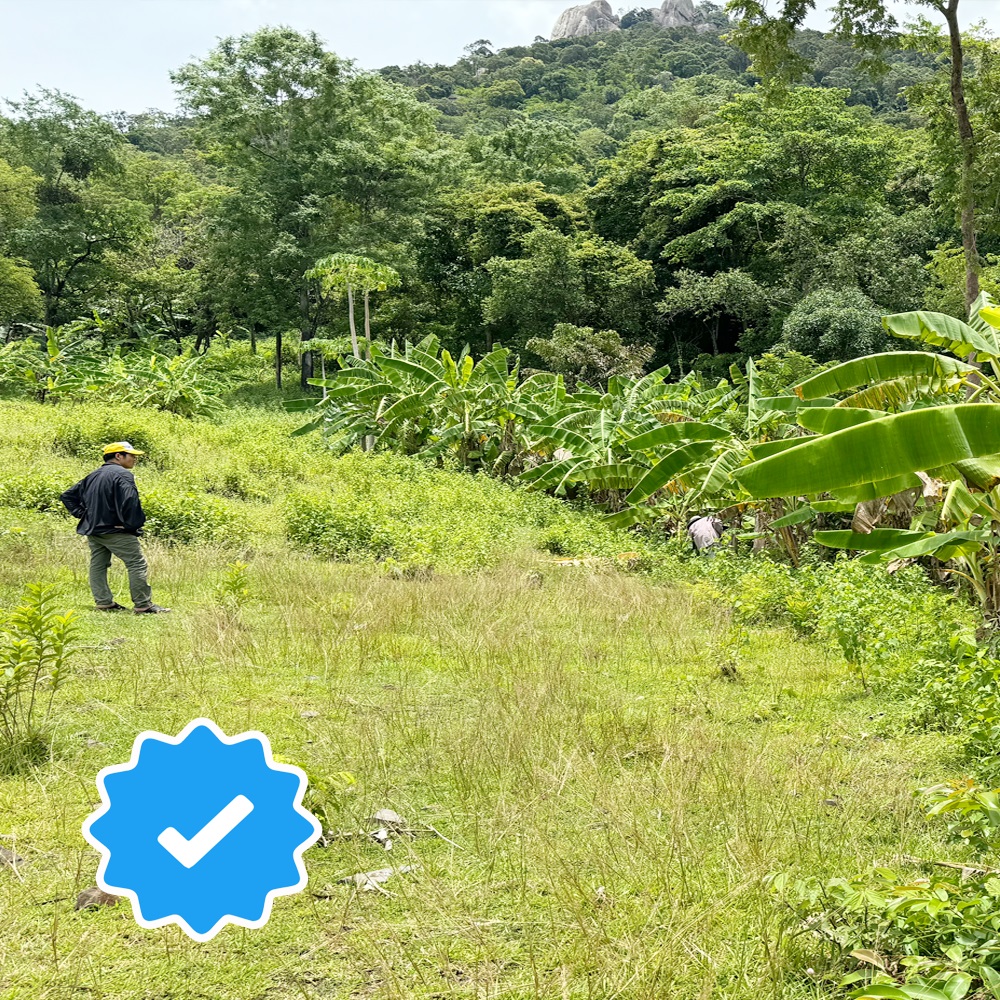 CHUỒI ĐỒI SẤY DẺO CÁNH TRẮNG 