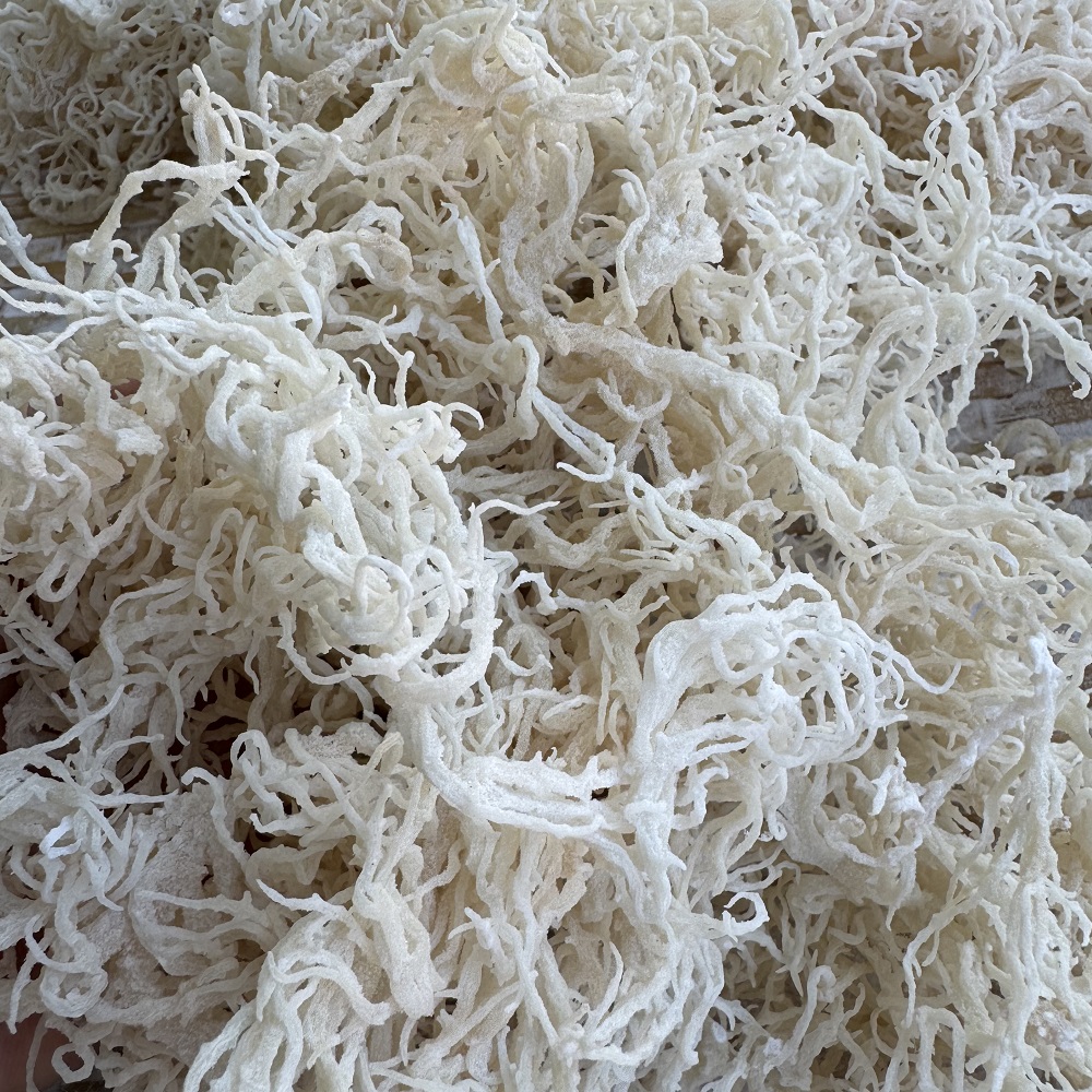 rong sụn khô cánh trắng
